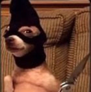 Meet your Posher, Lost